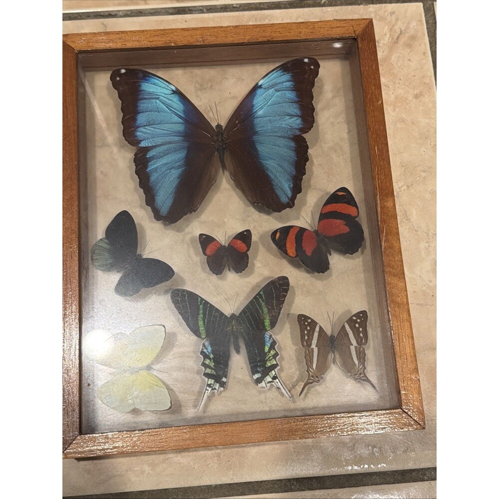 Butterfly Collection Display Frame 7 Specimens with Morpho Double Glass Framed